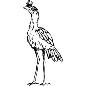 Catuaí Vermelho Forquilha do Rio