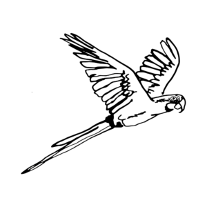 Arara Fazenda Caxambu e Aracaçu