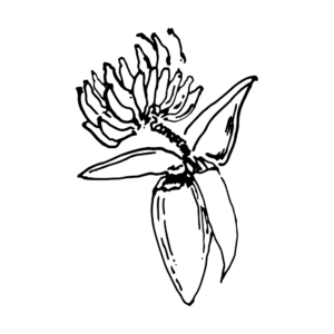 Arara Banga Caxambu e Aracaçu