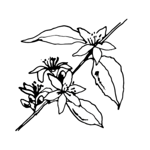 Café da Rosa